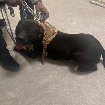 Pit Bull Terrier Dogs Available for Adoption - Chevy Chase | PetCurious