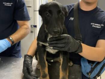 A256024 -  German Shepherd Dog and Mixed Breed Dog for Adoption in Visalia, California - A256024 | PetCurious