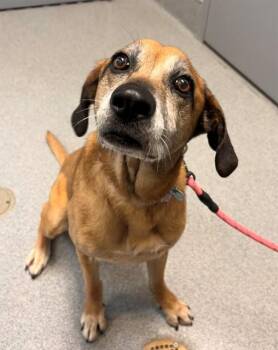 Hound and Mixed Breed Dogs Available for Adoption - SKY | PetCurious