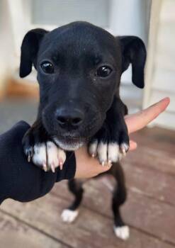 Mixed Breed Dogs Available for Adoption - Sugar | PetCurious