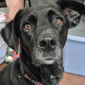 Fancy -  Black Labrador Retriever and Australian Cattle Dog Blue Heeler Dog for Adoption in Tioga, Pennsylvania - Fancy | PetCurious