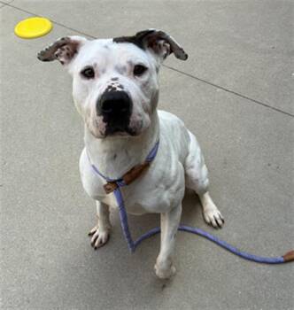Pit Bull Terrier Dogs Available for Adoption in Dayton, Ohio - RAINBOW | PetCurious