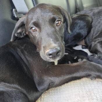 Blaze -  Labrador Retriever and Mixed Breed Dog for Adoption in Marshall, Texas - Blaze | PetCurious