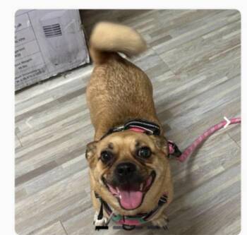 Tulip -  Puggle Dog for Adoption in Shorewood, Illinois - Tulip | PetCurious