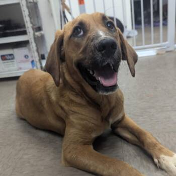Hound Dogs Available for Adoption in Parrish, Alabama - Sunny | PetCurious