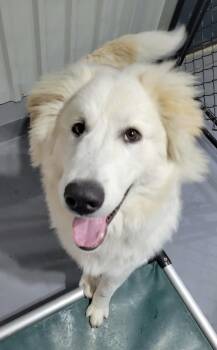 Golden Retriever Dogs Available for Adoption in Terra Cotta, Ontario - Coconut | PetCurious