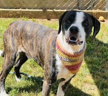 Hound and Mixed Breed Dogs Available for Adoption in Seneca, South Carolina - Toast | PetCurious