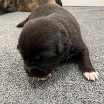 Mixed Breed Dogs Available for Adoption in Chapel Hill, North Carolina - Oberon | PetCurious
