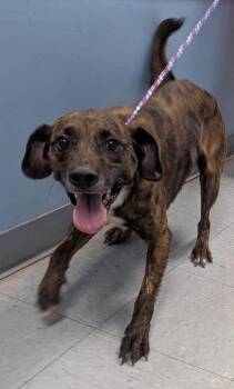 Houston -  Pit Bull Terrier Dog for Adoption in Evansville, Indiana - Houston | PetCurious