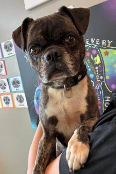 Mugs Yrly 431 -  Pug Dog for Adoption in Sidney, Ohio - Mugs Yrly 431 | PetCurious