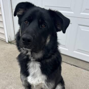 Mixed Breed Dogs Available for Adoption in Bismarck, North Dakota - Rook | PetCurious
