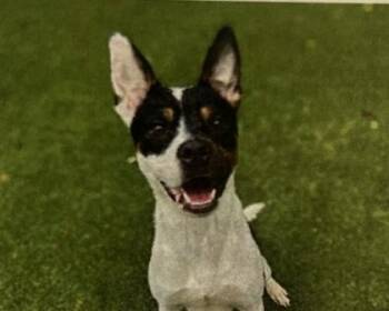 Cattle Dog and Mixed Breed Dogs Available for Adoption in Daytona Beach, Florida - Eddie - 2 | PetCurious