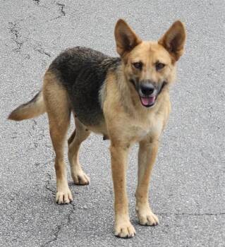 German Shepherd Dog Dogs Available for Adoption in San Antonio, Texas - A805276 | PetCurious