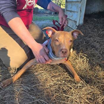 Rescue American Staffordshire Terrier and Mixed Breed Dogs for Adoption in Tylertown, Mississippi - Siren | PetCurious