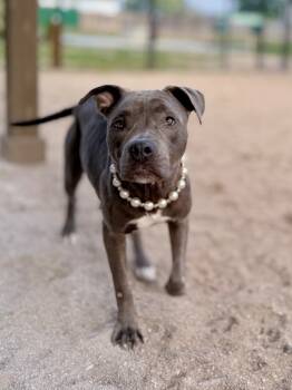 Rescue Mixed Breed Dogs for Adoption in Muskegon, Michigan - Isis | PetCurious