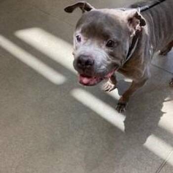 YORK-Stray-16067 -  Pit Bull Terrier Dog for Adoption in York, Pennsylvania - YORK-Stray-16067 | PetCurious