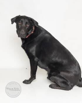 Zena -  Labrador Retriever and Black Labrador Retriever Dog for Adoption in Tuscaloosa, Alabama - Zena | PetCurious
