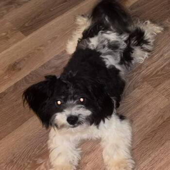 Zack -  Bichon Frise and Shih Tzu Dog for Adoption in Chicago, Illinois - Zack | PetCurious