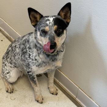 Dori -  Australian Cattle Dog Blue Heeler Dog for Adoption in Rifle, Colorado - Dori | PetCurious
