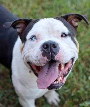 Winston (AO37392) -  American Bulldog Dog for Adoption in Kansas City, Kansas - Winston (AO37392) | PetCurious
