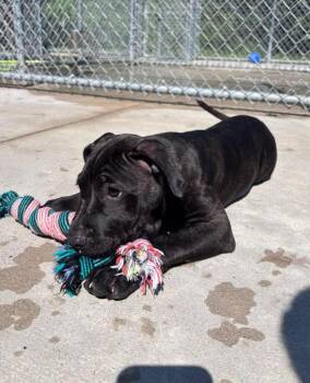 Pig -  Mastiff Dog for Adoption in Muskegon, Michigan - Pig | PetCurious