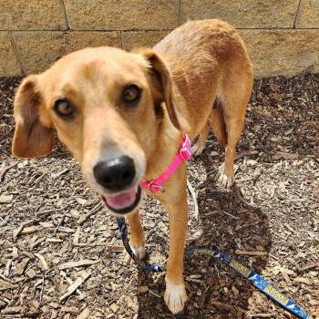 Australian Shepherd and Beagle Dogs Available for Adoption in Falls Church, Virginia - Willie Mae | PetCurious
