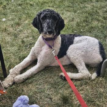 Rain -  Standard Poodle and Poodle Dog for Adoption in Watertown, South Dakota - Rain | PetCurious