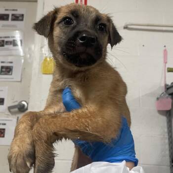 Shepherd Dogs Available for Adoption in Edinburg, Texas - Johara | PetCurious