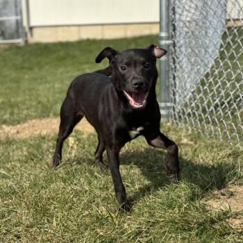Beezus -  Mixed Breed Dog for Adoption in Marshalltown, Iowa - Beezus | PetCurious