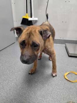 Mixed Breed Dogs Available for Adoption - Thurgood | PetCurious