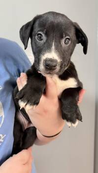 Anya -  Pit Bull Terrier and Shepherd Dog for Adoption in Oxford, Michigan - Anya | PetCurious