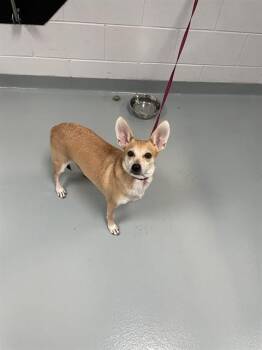 CODY -  Chihuahua and Mixed Breed Dog for Adoption in St. Cloud, Florida - CODY | PetCurious