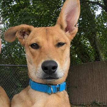 Jerry Springer -  Shepherd and Carolina Dog Dog for Adoption in Grayslake, Illinois - Jerry Springer | PetCurious