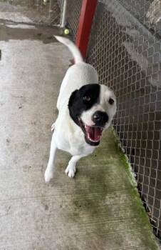 Rescue Border Collie and Great Pyrenees Dogs for Adoption in Fayetteville, Arkansas - Billy | PetCurious
