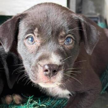Okra -  Black Labrador Retriever and Mixed Breed Dog for Adoption in North Charleston, South Carolina - Okra | PetCurious
