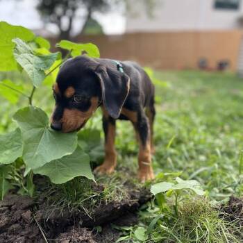 Samwise D70609 -  Beagle and Mixed Breed Dog for Adoption in Minnetonka, Minnesota - Samwise D70609 | PetCurious