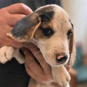 CASH -  Beagle and Foxhound Dog for Adoption in Westminster, Maryland - CASH | PetCurious