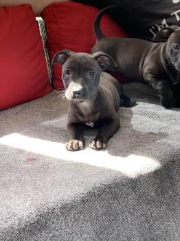 Cassie -  Dachshund Dog for Adoption in Center Square, Pennsylvania - Cassie | PetCurious
