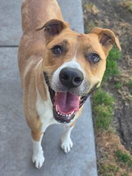 Frances -  Pit Bull Terrier Dog for Adoption in Manteca, California - Frances | PetCurious