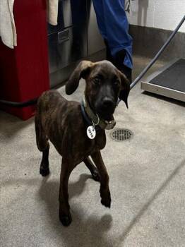 KENNY -  Plott Hound Dog for Adoption - KENNY | PetCurious