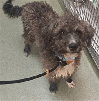 SHIRLEY -  Mixed Breed Dog for Adoption in Santa Fe, New Mexico - SHIRLEY | PetCurious