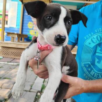Clara -  Mixed Breed Dog for Adoption in Buffalo, Minnesota - Clara | PetCurious
