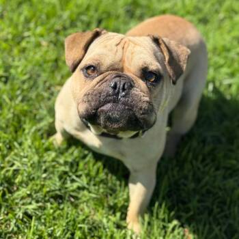 Stuart -  English Bulldog Dog for Adoption in Goleta, California - Stuart | PetCurious