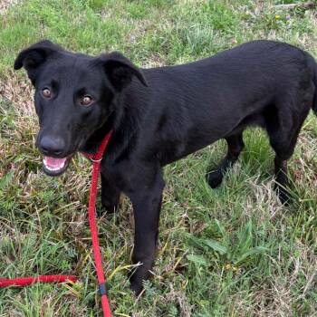 Stan Lee -  Flat Coated Retriever and None Dog for Adoption in Metamora, Michigan - Stan Lee | PetCurious