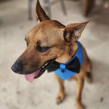 Bentley -  Basenji Dog for Adoption in Huntington, New York - Bentley | PetCurious