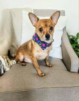 Pip -  Chihuahua Dog for Adoption in Temple, Texas - Pip | PetCurious