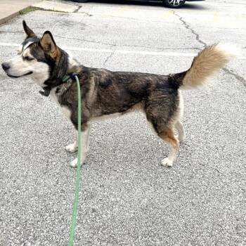 Husky and Mixed Breed Dogs Available for Adoption in Warrensburg, Missouri - Nessa | PetCurious