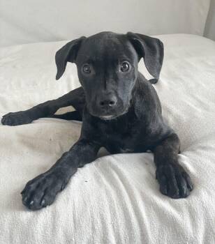 Pit Bull Terrier and Staffordshire Bull Terrier Dogs Available for Adoption in Burlington, North Carolina - Adorable Asburn | PetCurious