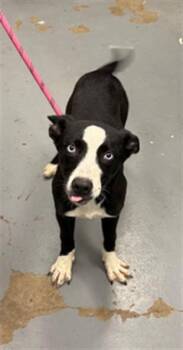 ORCA -  Husky Dog for Adoption in Peoria, Illinois - ORCA | PetCurious