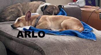 Terrier Dogs Available for Adoption - Arlo (Misgen) | PetCurious